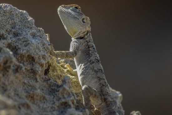 découvrez l'importance de l'adaptation dans un monde en constante évolution. apprenez comment s'ajuster aux nouvelles réalités, surmonter les défis et tirer profit des opportunités. une approche essentielle pour le développement personnel et professionnel.