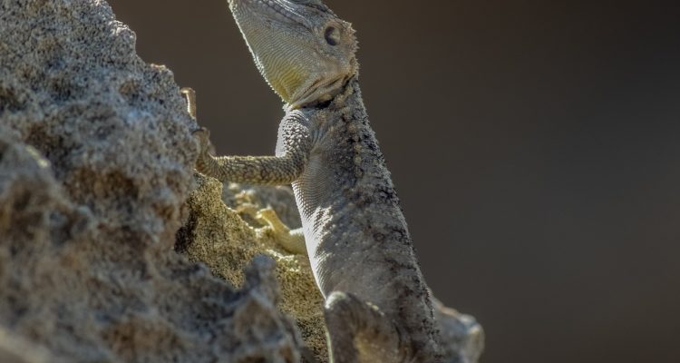 découvrez l'importance de l'adaptation dans un monde en constante évolution. apprenez comment s'ajuster aux nouvelles réalités, surmonter les défis et tirer profit des opportunités. une approche essentielle pour le développement personnel et professionnel.